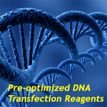 预优化DNA转染试剂