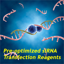 预优化siRNA转染试剂